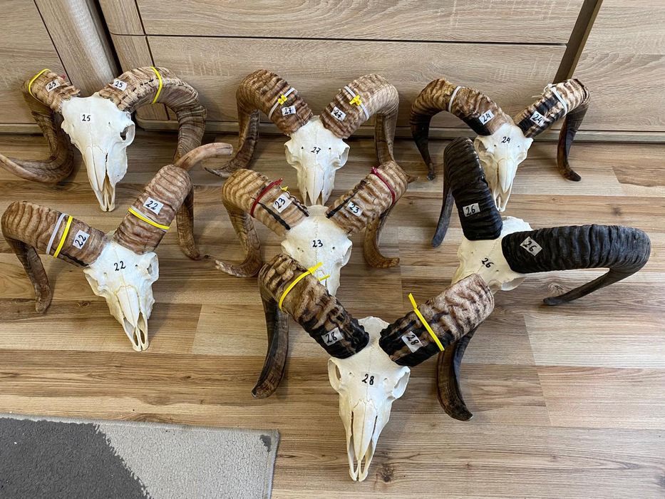 Rogi, trofea, slimy ,barana,muflona ,kozy OKAZJA