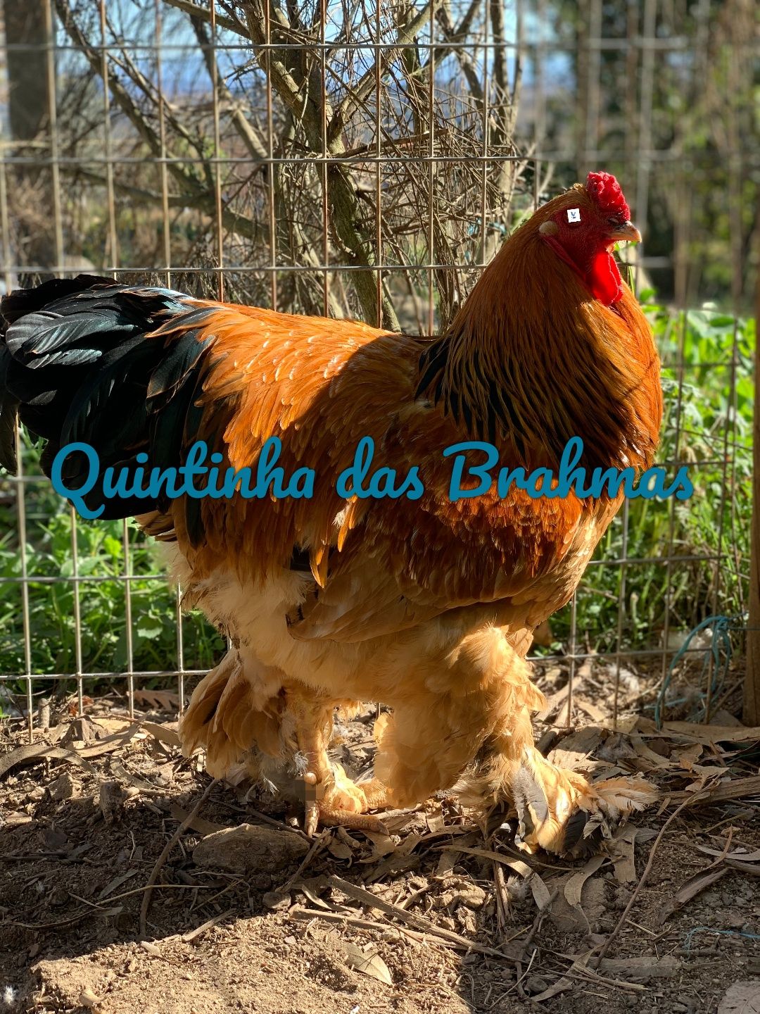 Brahma Buff negro /azul (ovos)