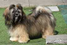 Słodki chłopczyk Lhasa Apso