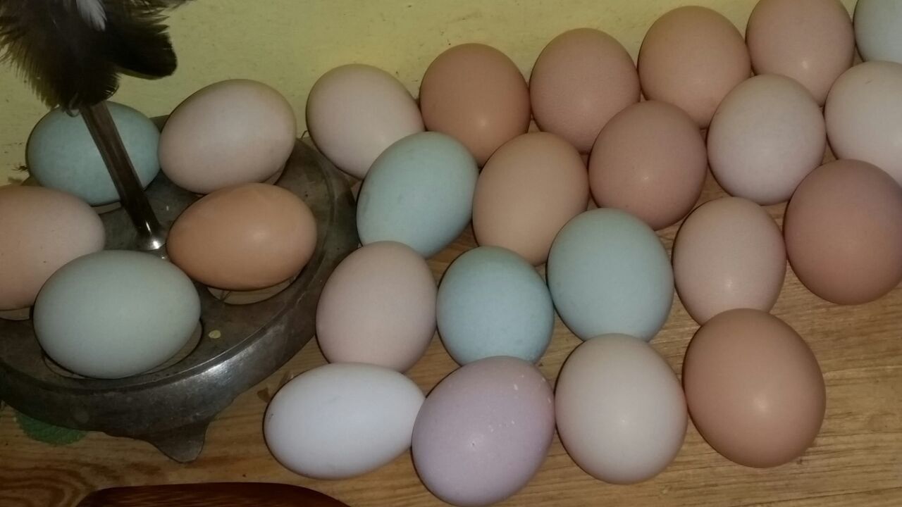 Sprzedam kury i koguty