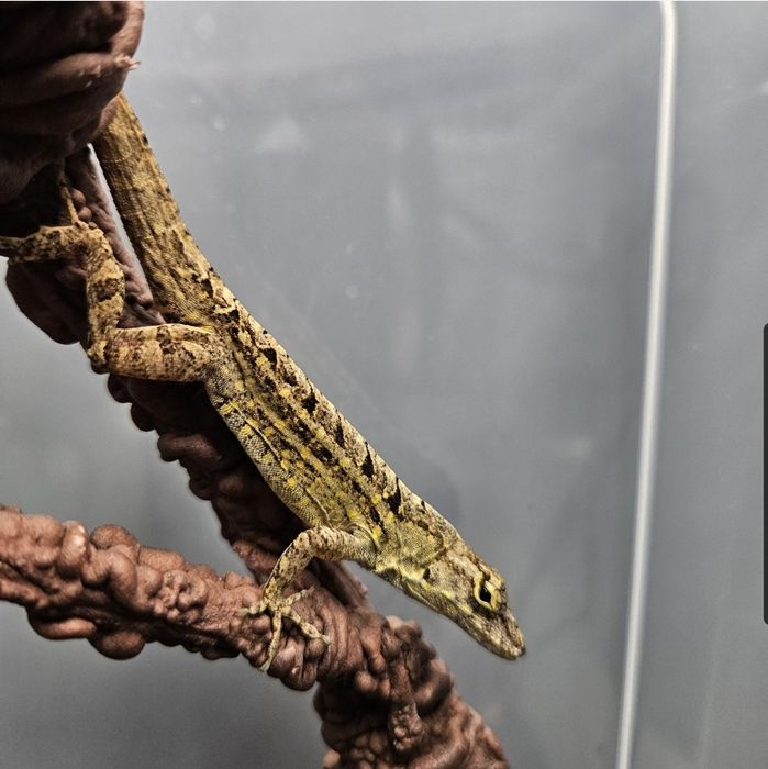 Anolis Sagrei Harem Jaszczurka
