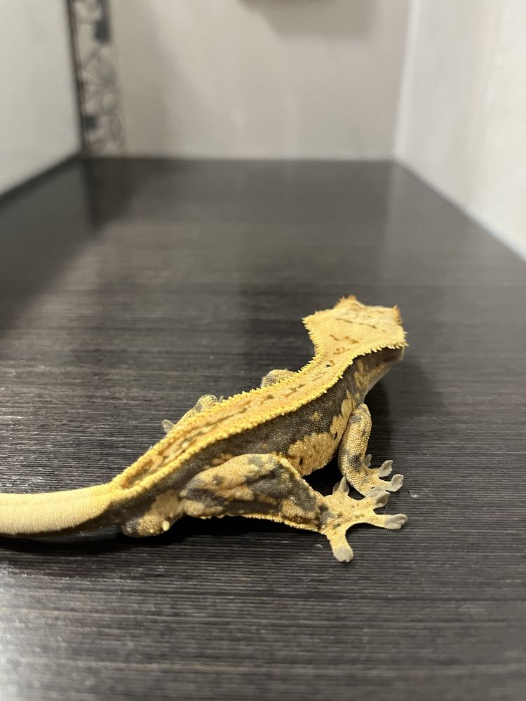 Gekon orzęsiony EMG1 samiec ciliatus crested gecko