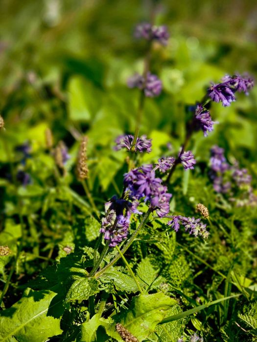 Саджанці морозник чорний, фізостегія, чистець "заячі вушка", чебрець