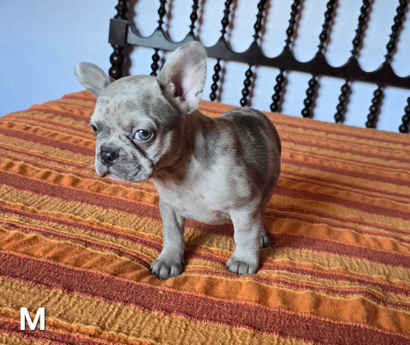 Bulldog francês disponivel