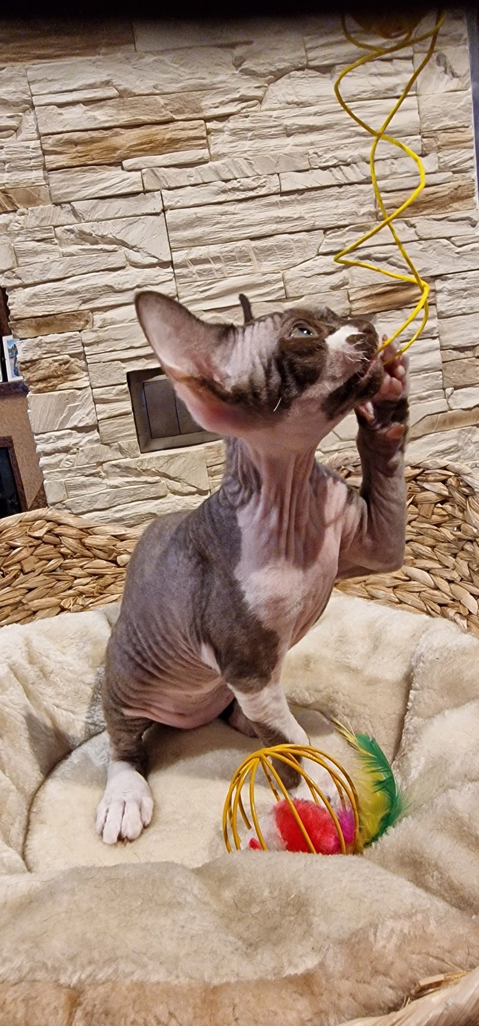 Kocureczek  (rodowód FPL) Devon Rex