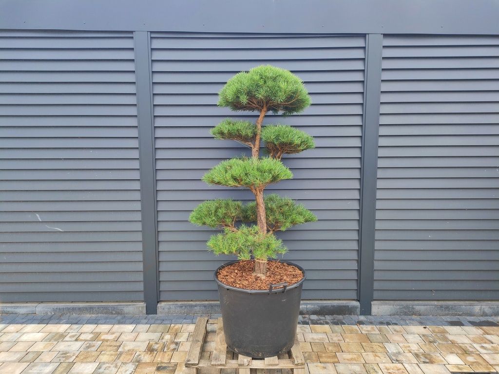 Sosna pospolita formowana, cyprysik, Bonsai ogrodowe, Niwaki