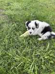 Border Collie Blue Merle -piesek