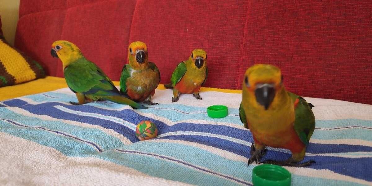 Аратинга попугай Яндайя и солнечный, говорящий попугай детям