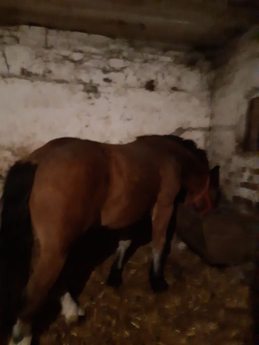 Źrebica zimnokrwista