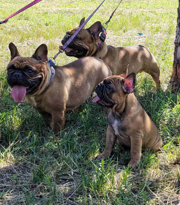Щенки Французского бульдога