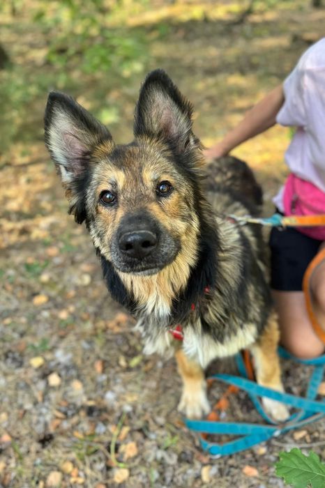 Lea ,piękna owczarka ,szuka domu.