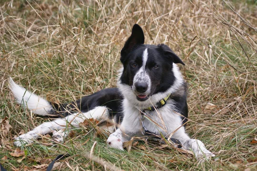 Rufi w typie Border Collie do ŚWIADOMEJ adopcji!