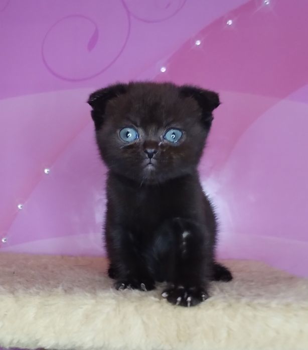 Чистокровна шотландська шоколадна принцеса Багіра з ВАКЦИНАЦІЄЮ