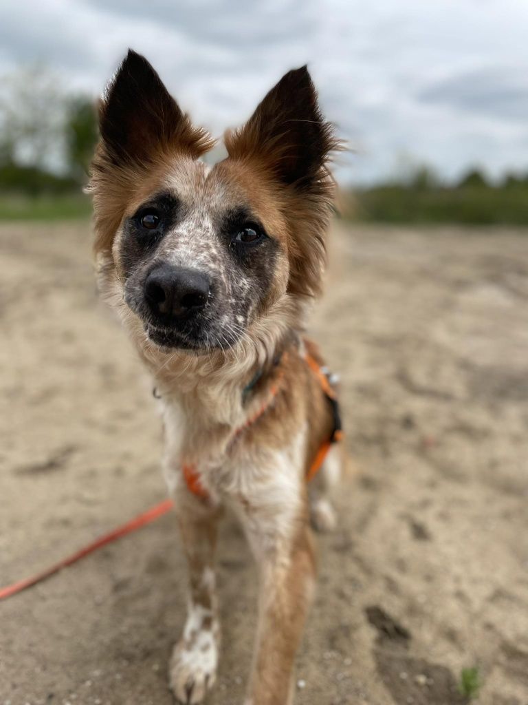 Piękny młody psiak do adopcji