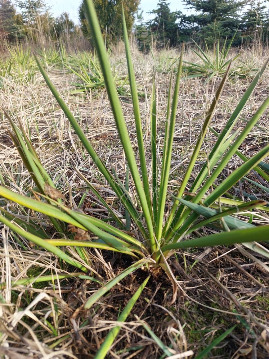 Juka ogrodowa, male sadzonki