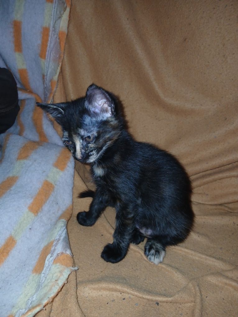 Gatinha bebe fêmea para adoção