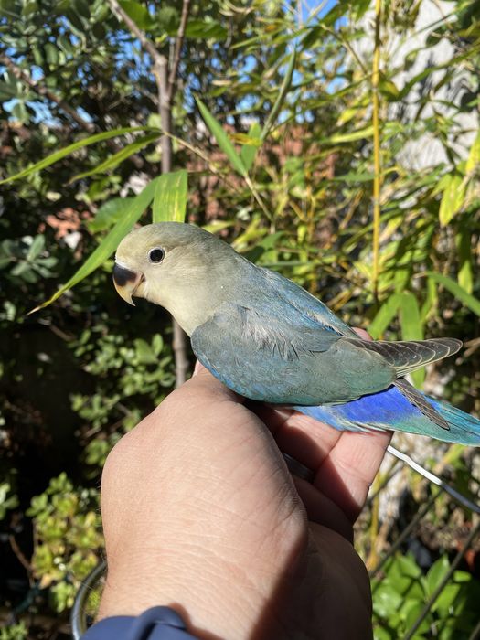 Agapornis domesticado promoção