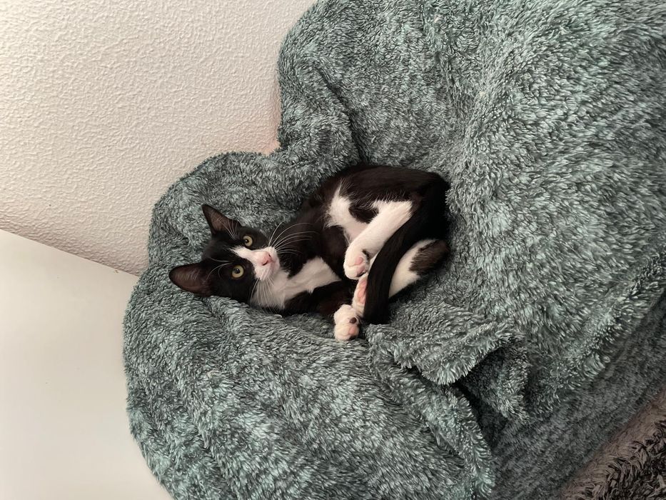 Gatinho para adoção