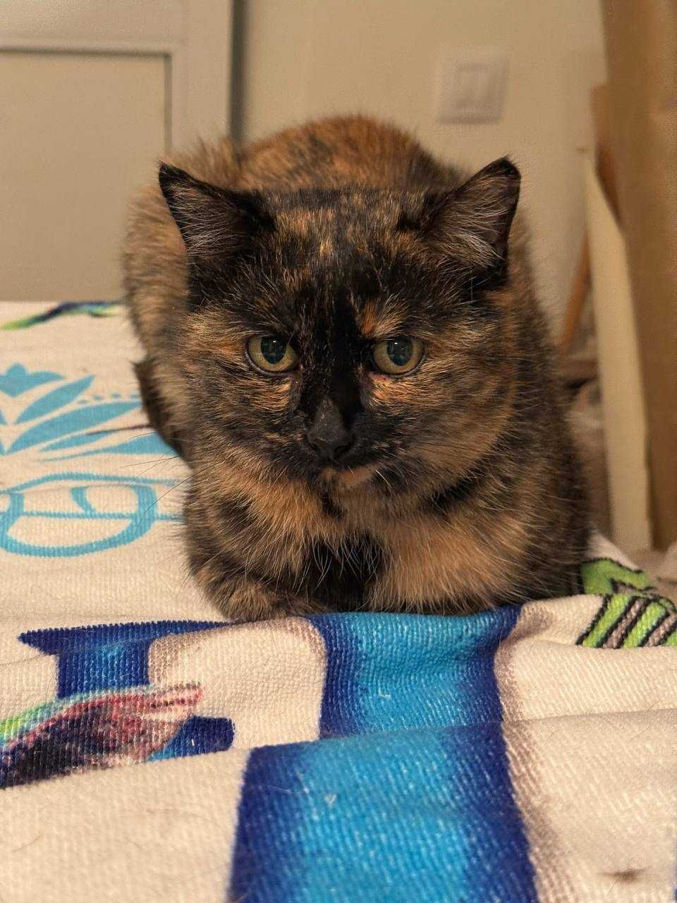 смішна ,ніжна киця, потішна , муркотлива