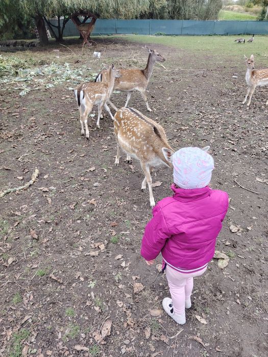 Sprzedam parę danieli
