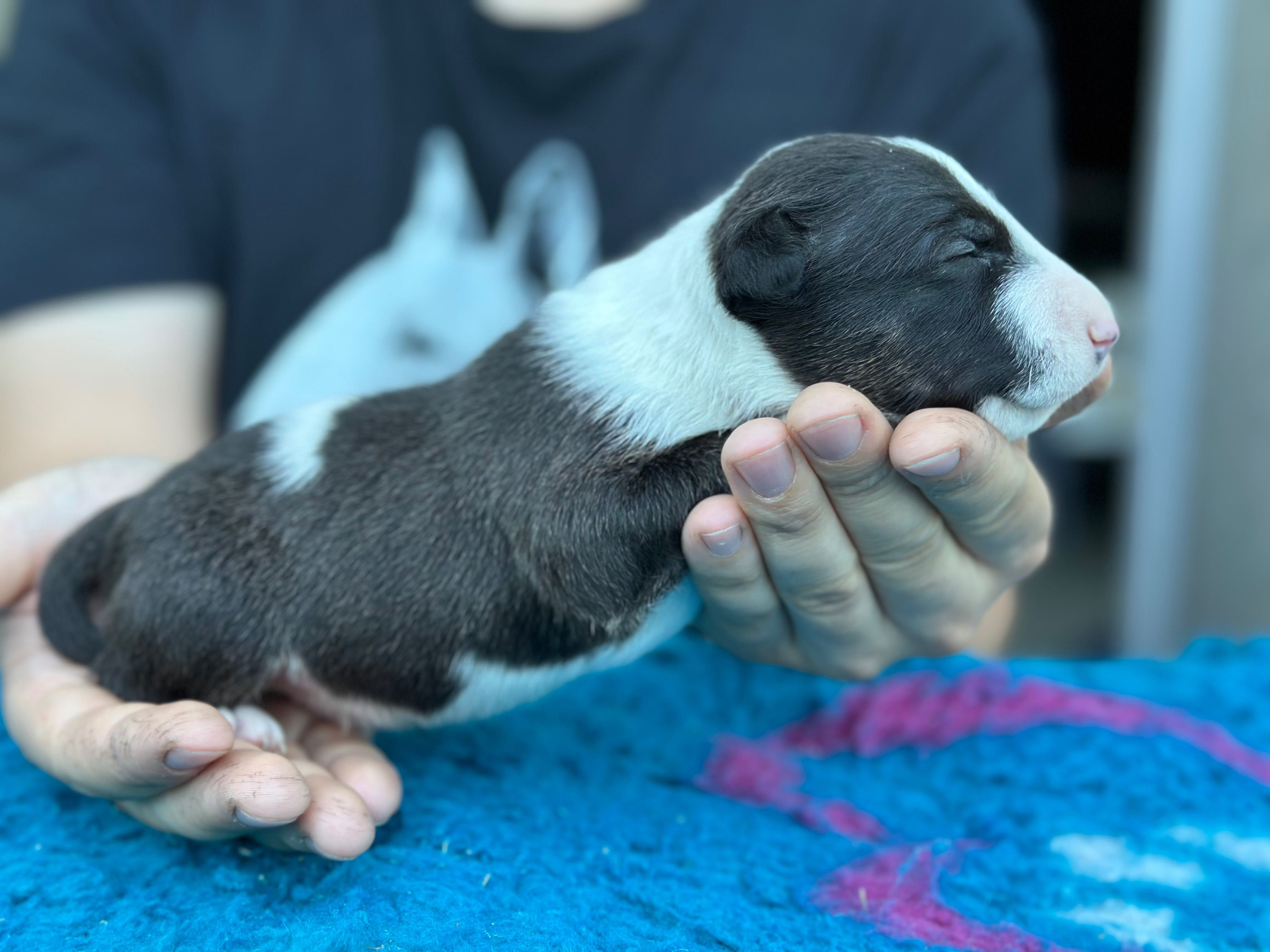 Bull Terrier Miniatura Macho com LOP
