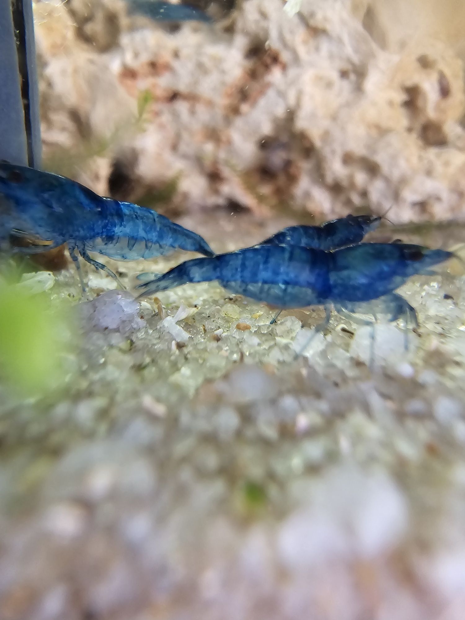 Camarões (Neocaridina) blue dream