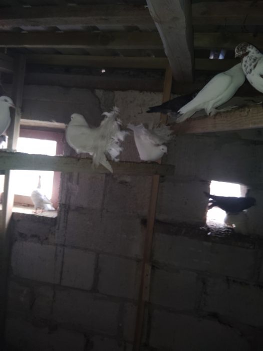 Sprzedam gołębie pawiki