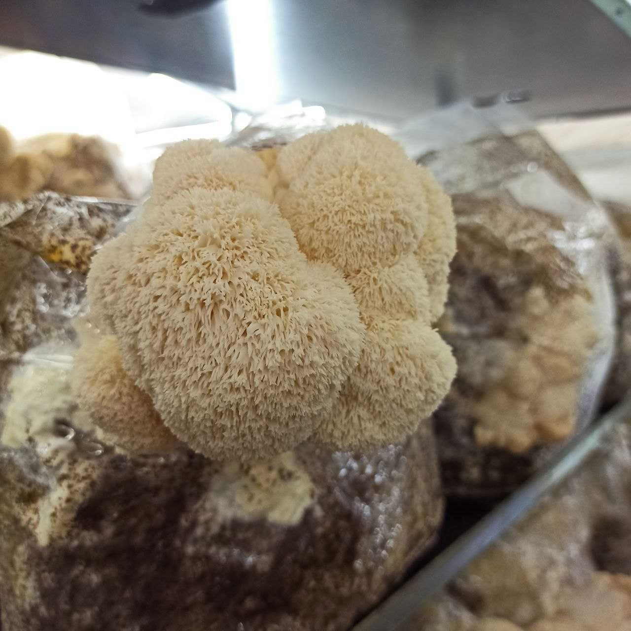 Soplówka jeżowata (Hericium erinaceus), Lion's mane -  świeża 1 kg