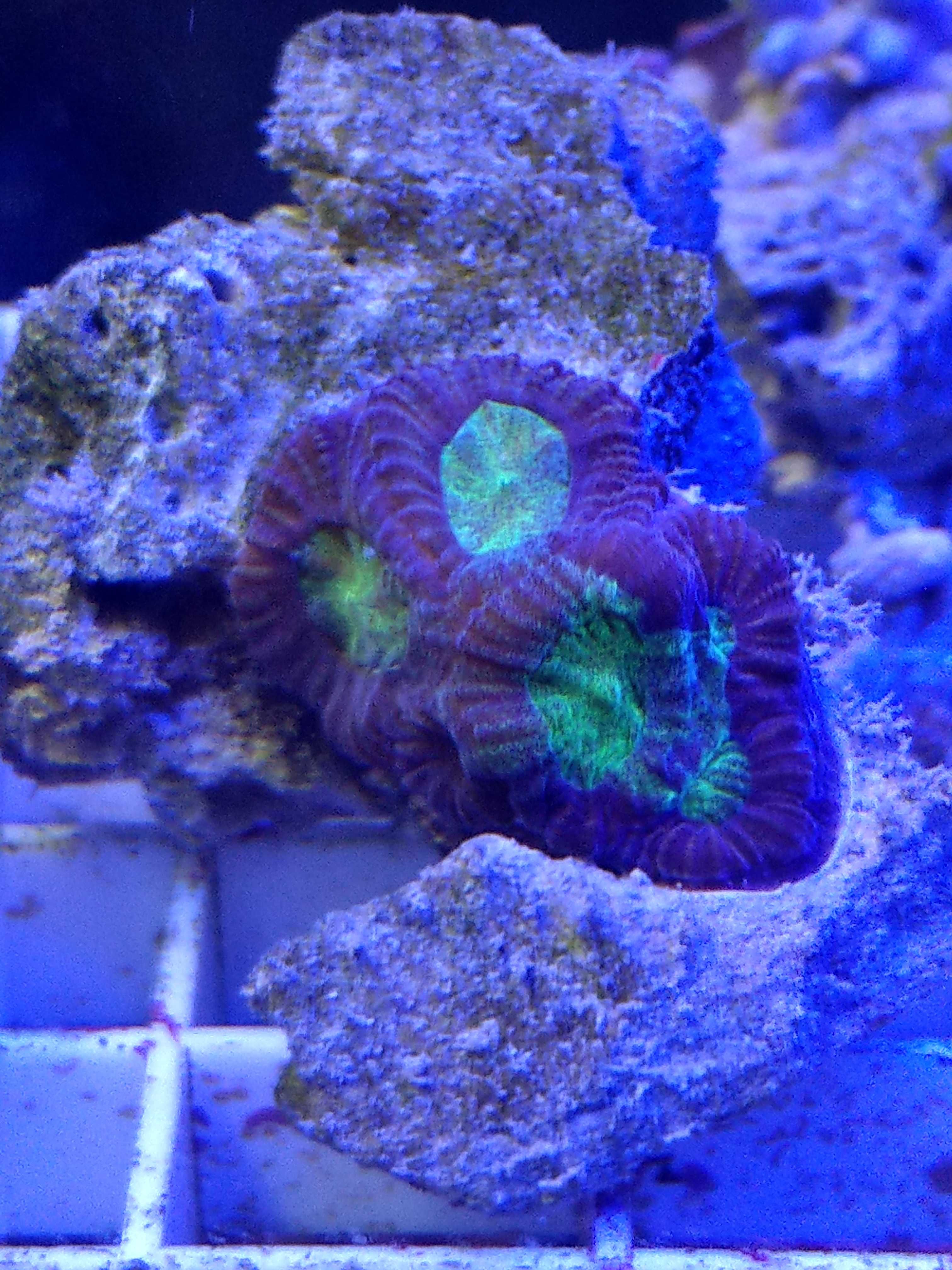 Favia Alien Eye LPS