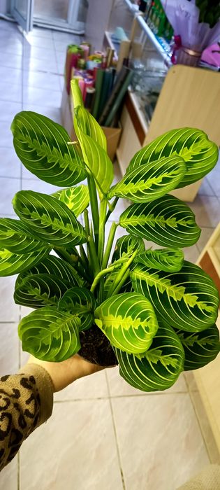 Маранта лемон .Велика рослина