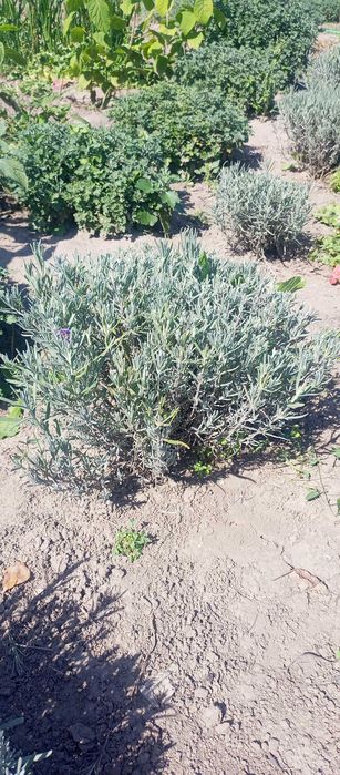 Декоративні трави