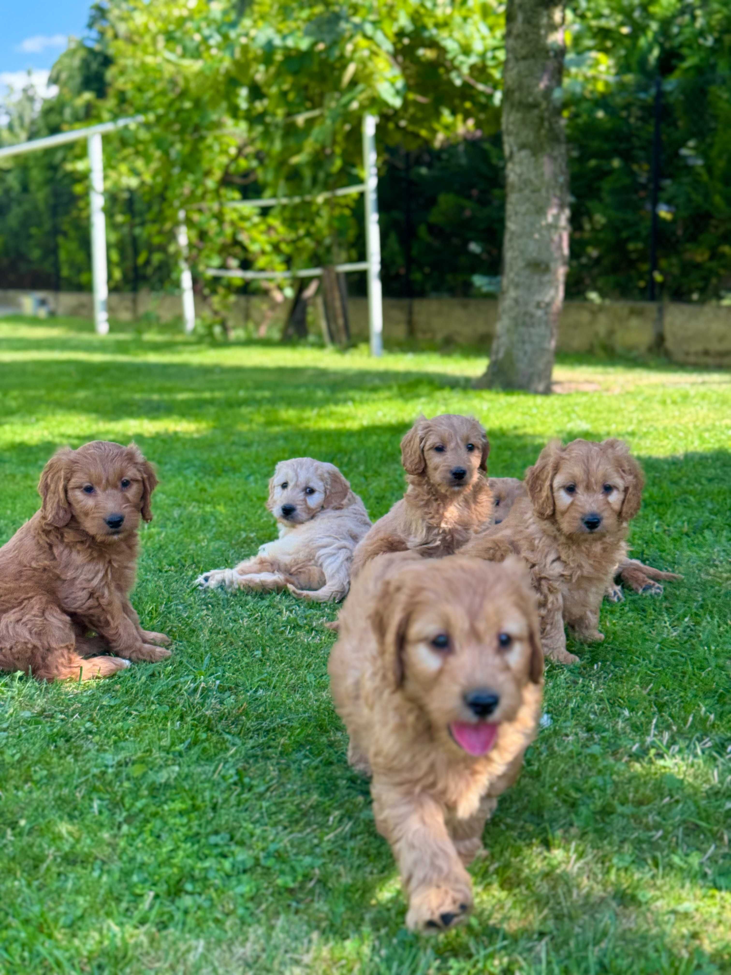 Goldendoodle mini Pudel & Golden retriever F1 Śliczna sunia  !!!