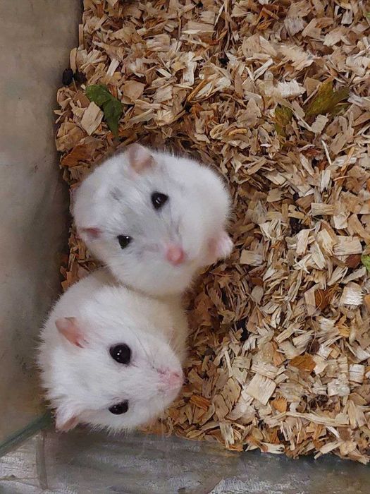 Милі джунгарські хом'ячки шукають новий дім