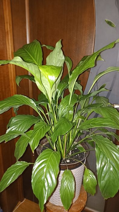 Спатіфілум, продається одним лотом