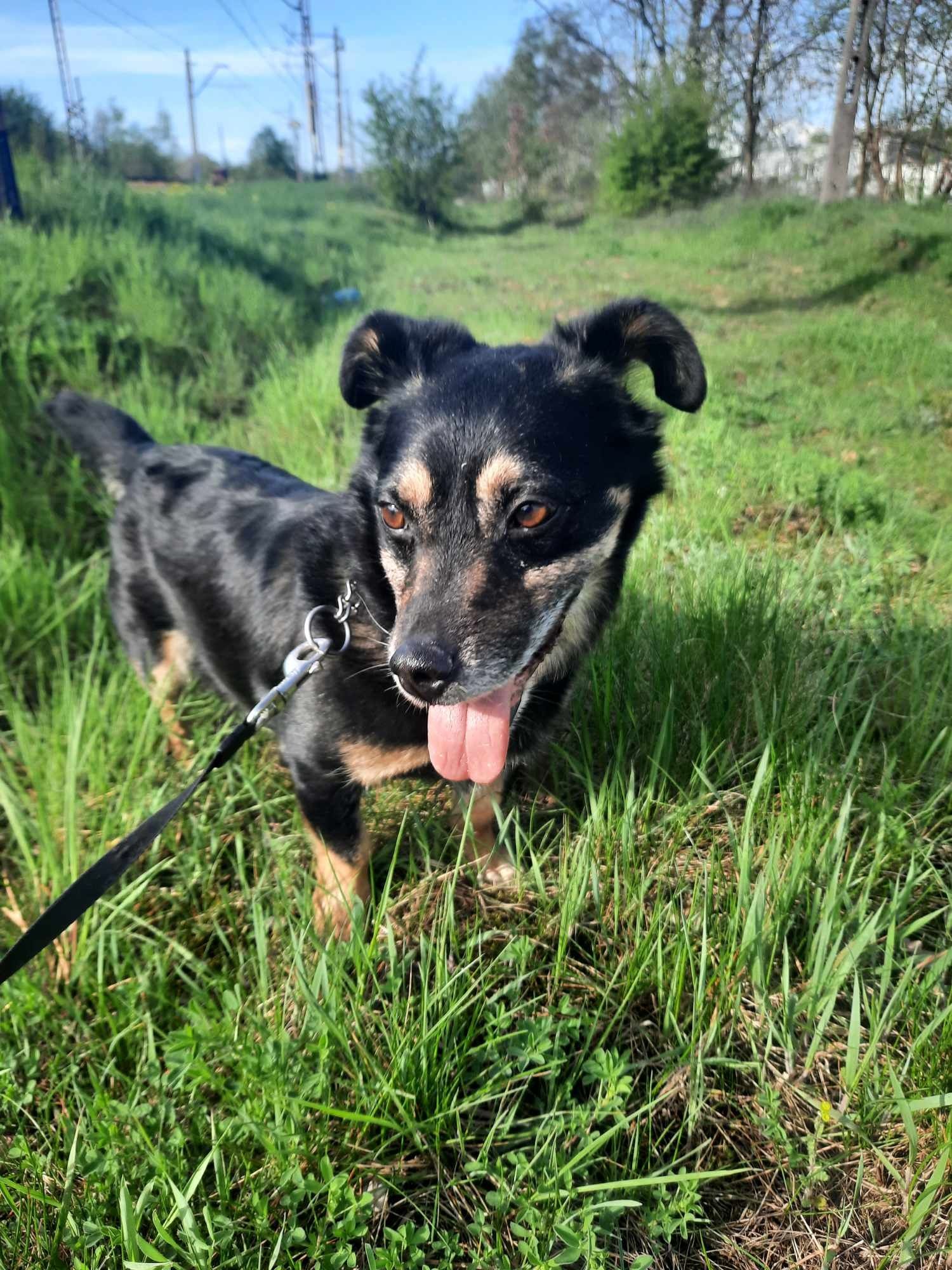Pimpuś do adopcji