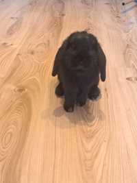 Kròlik mini lop czarny