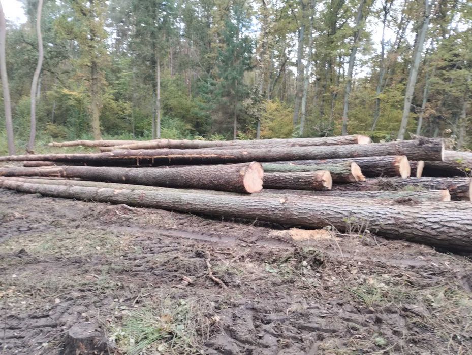 Sprzedam sosnę dęba dłużyce