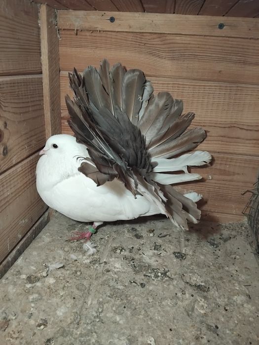 Gołębie ozdobne  - pawik