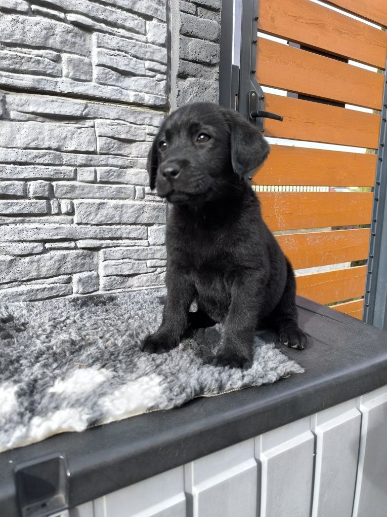 Labrador Retriever czarny samiec gotowy do odbioru