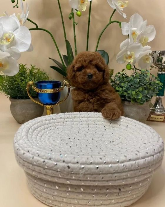 Шикарний хлопчик, Той Пудель '