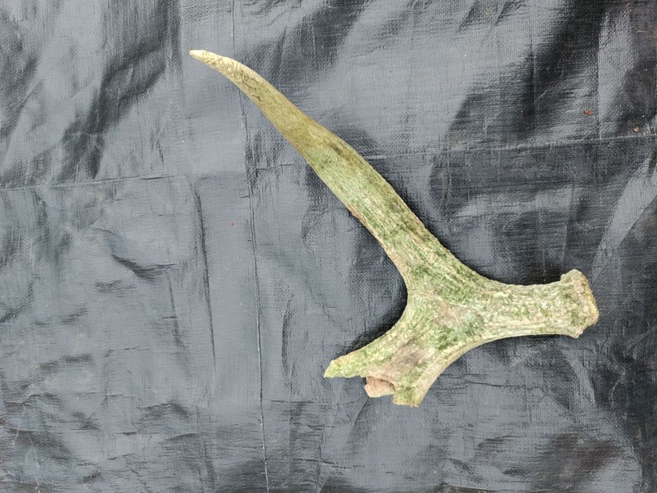 Sprzedam poroże łosia