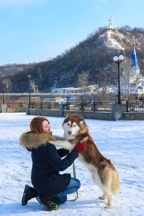 Сибірський хаскі,кобель з титулами
