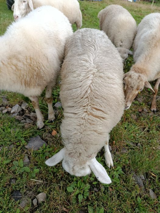 Jagnięta owce jagnięcina