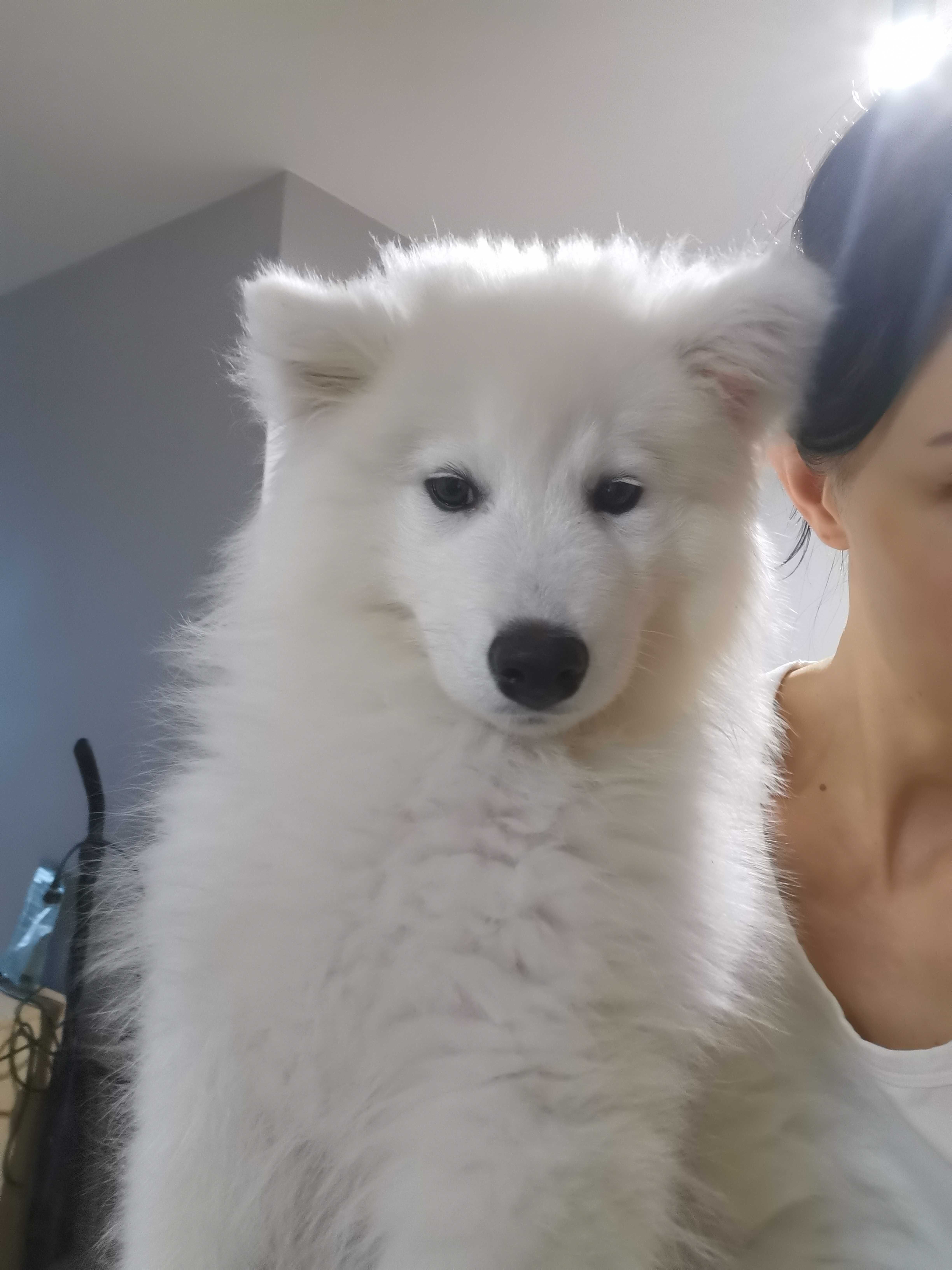 Samoyed szczenię z rodowodem piesek