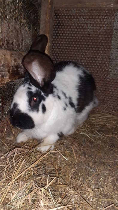 Кролики малі та великі м'ясо кролика Коломия