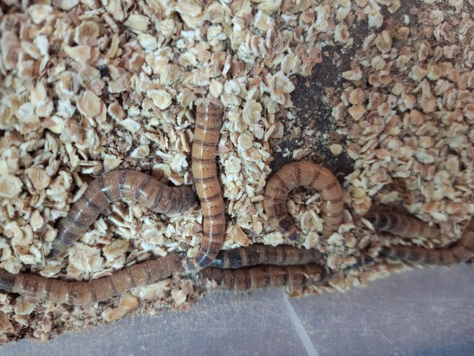 Larwy drewnojada dorosłe osobniki