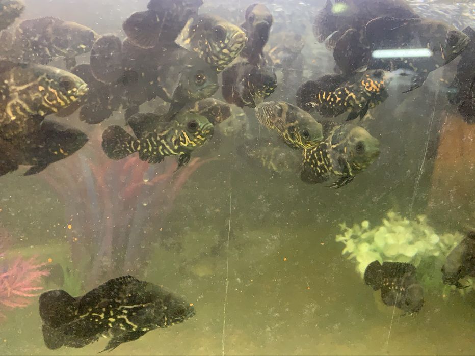 Ciclídeos americano Criação própria