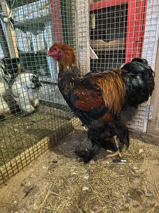 Продам курей брама