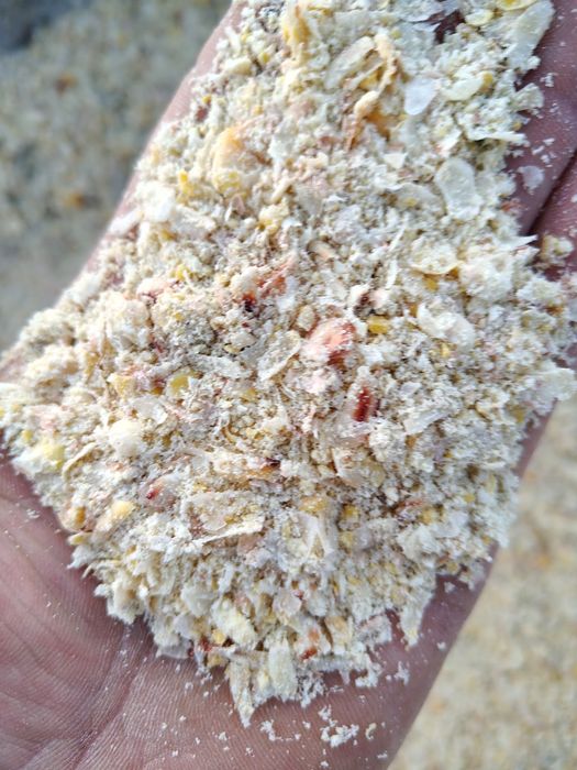 Kukurydza mielona mokra ccm