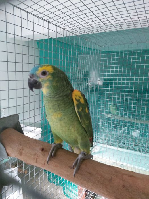 Papagaios amazonas  xantoperix